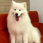 осмотр собаки перед грумингом