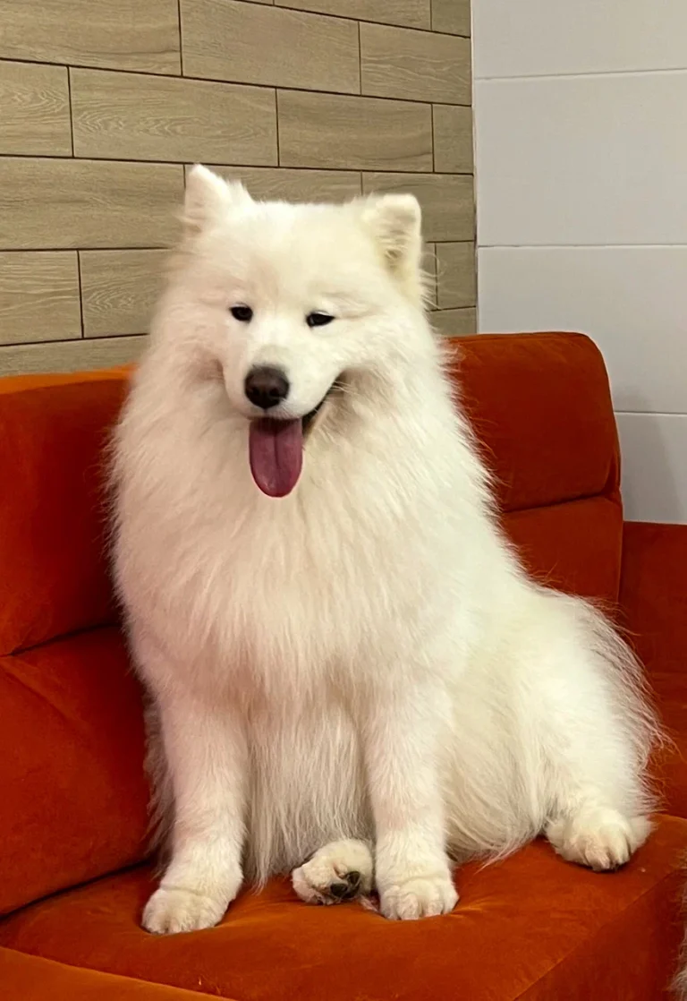 осмотр собаки перед грумингом