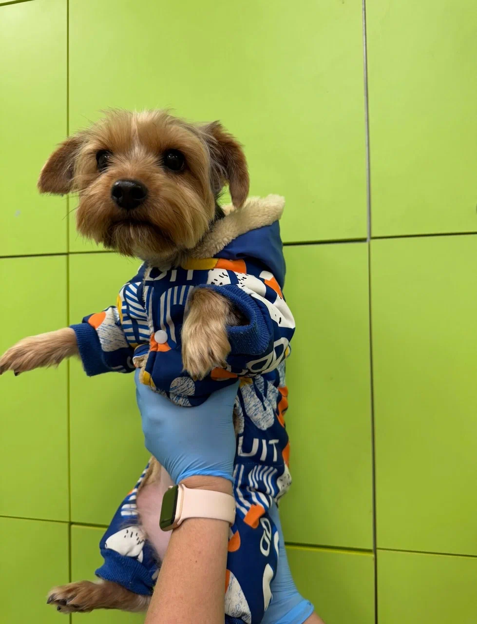 процесс профессиональной стрижки животного